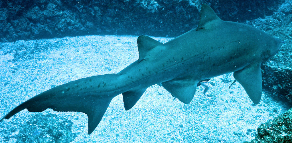 a9aeb856-4989-4036-ab3e-8b40f31df0e2