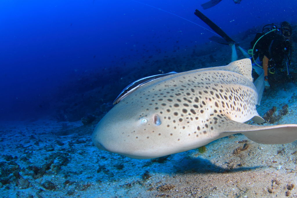 f31d39e6-76b0-4629-90fe-e298725bc01e