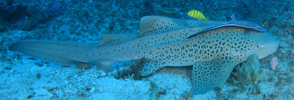 f31d39e6-76b0-4629-90fe-e298725bc01e