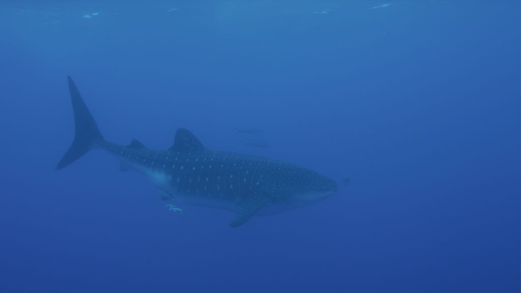 506c3180-9d88-490a-a29f-c83e00876821