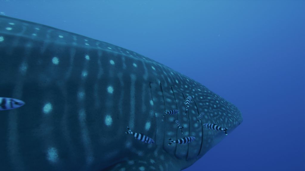 506c3180-9d88-490a-a29f-c83e00876821