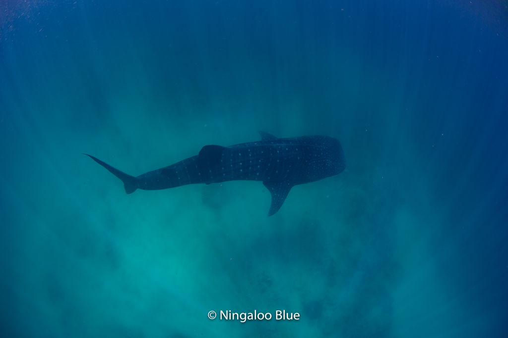 216ecb85-9103-4e1a-8f53-c7c227e5c705