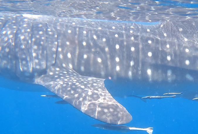 e4d86fe1-7f3a-4fc0-9f74-a67a2362ef03