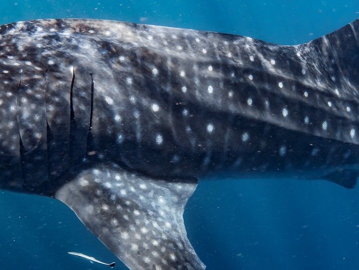 79612e95-77a8-412d-b8de-267e363bc42b