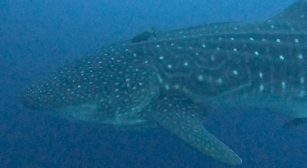 3f370dc7-36cb-4755-8a73-9484a65b963f