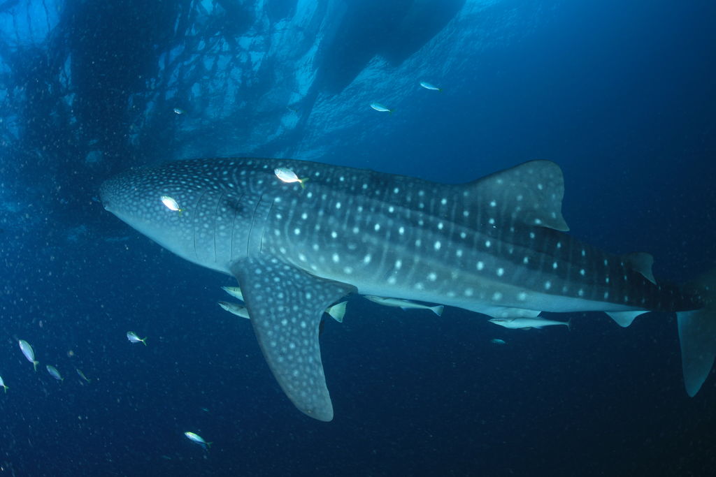 185450f6-4b3e-49c2-bfee-5e9440ca0cdf