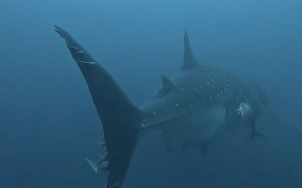 c63003fc-c8f3-4439-ade0-0d269fc2246a