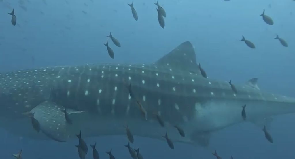 c63003fc-c8f3-4439-ade0-0d269fc2246a