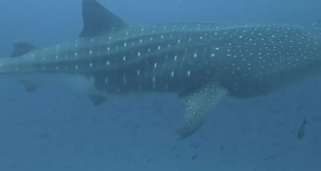 c63003fc-c8f3-4439-ade0-0d269fc2246a