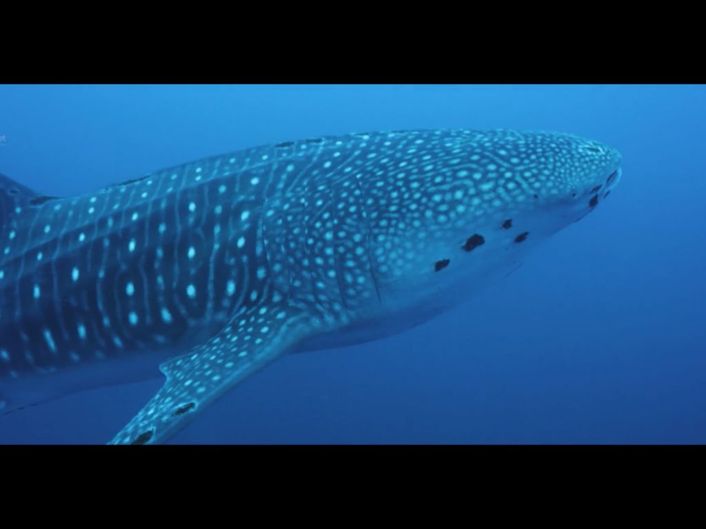 66e8a97a-8144-46dd-b1bd-dc81001b5b85