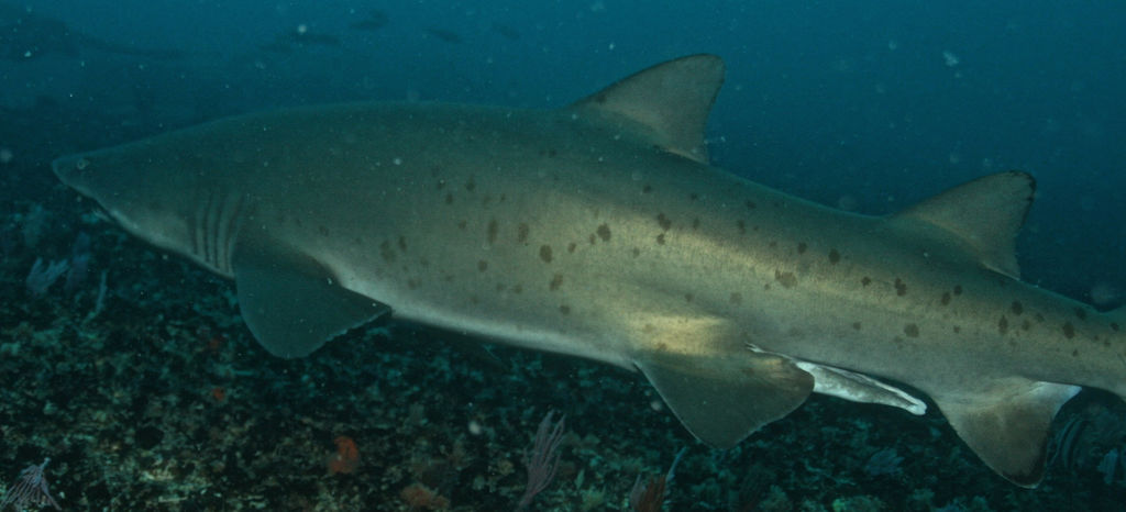 7b47ae73-3a27-4484-82e4-eebb414a4732