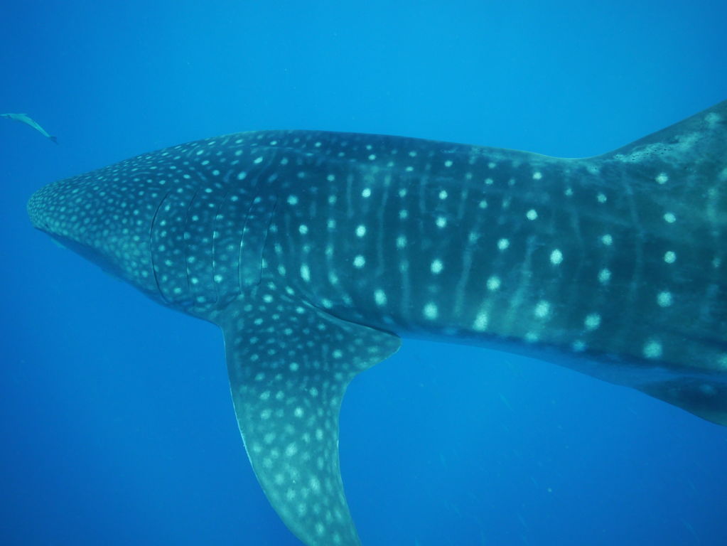 1213cc4f-99c0-4ce0-8f68-1240ba559be2