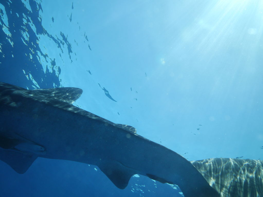 1213cc4f-99c0-4ce0-8f68-1240ba559be2