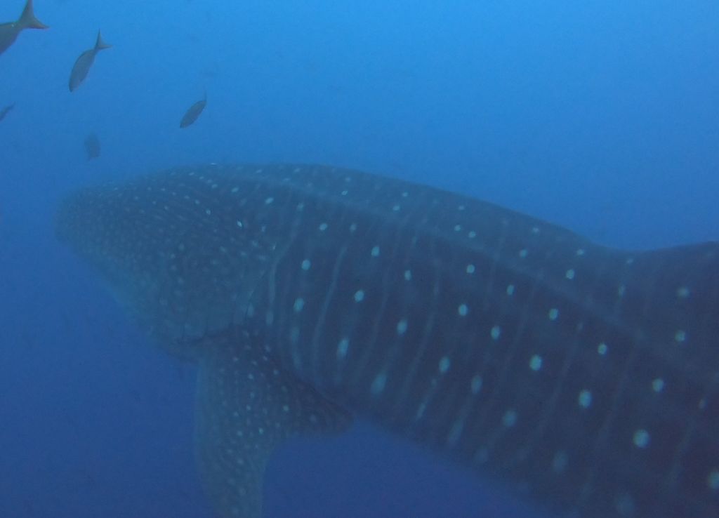 95a5ad30-47a5-41f0-83de-aebc7b75bbbd