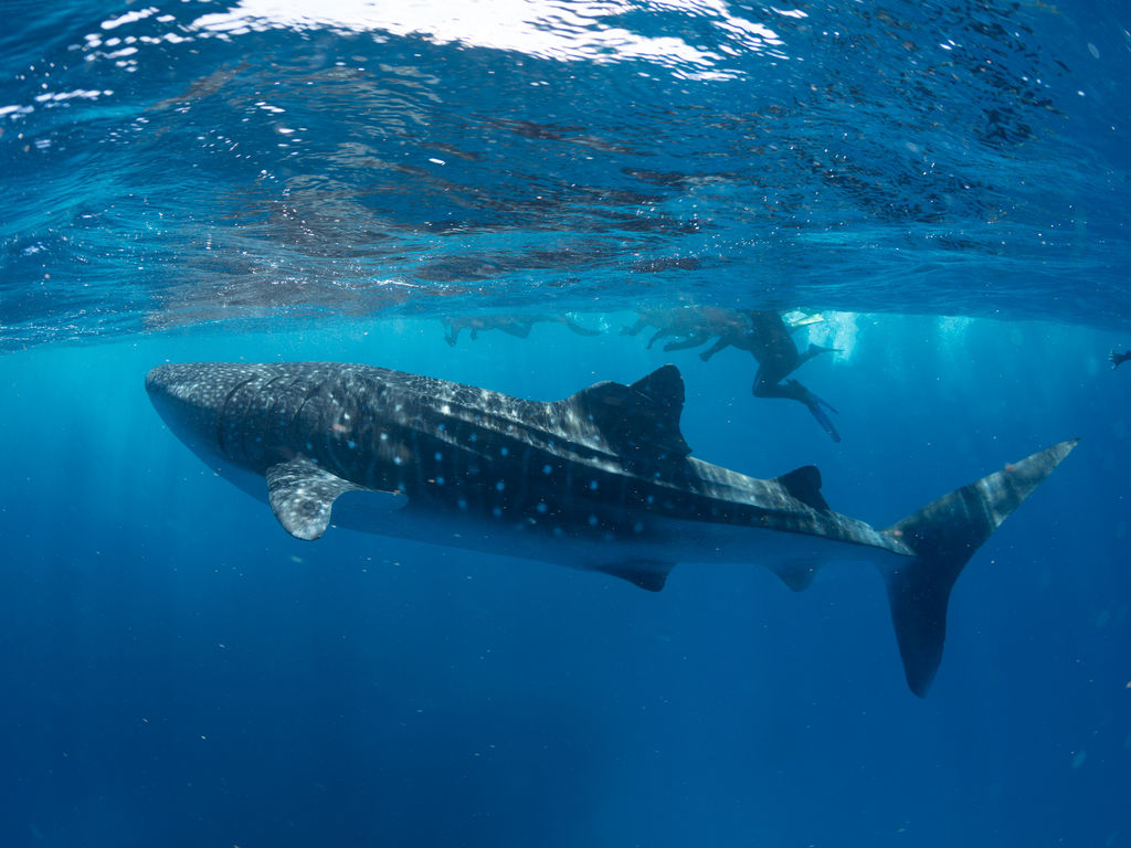 58f7f525-c64e-4da9-a65f-24f80620227d