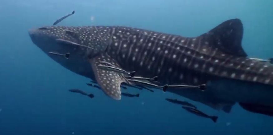 812ed952-805e-44a7-aa10-822129b739d6