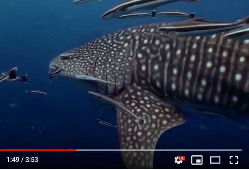 812ed952-805e-44a7-aa10-822129b739d6