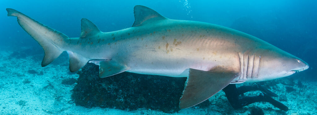 43189c9a-e0bb-4f3a-b758-621913a2224a