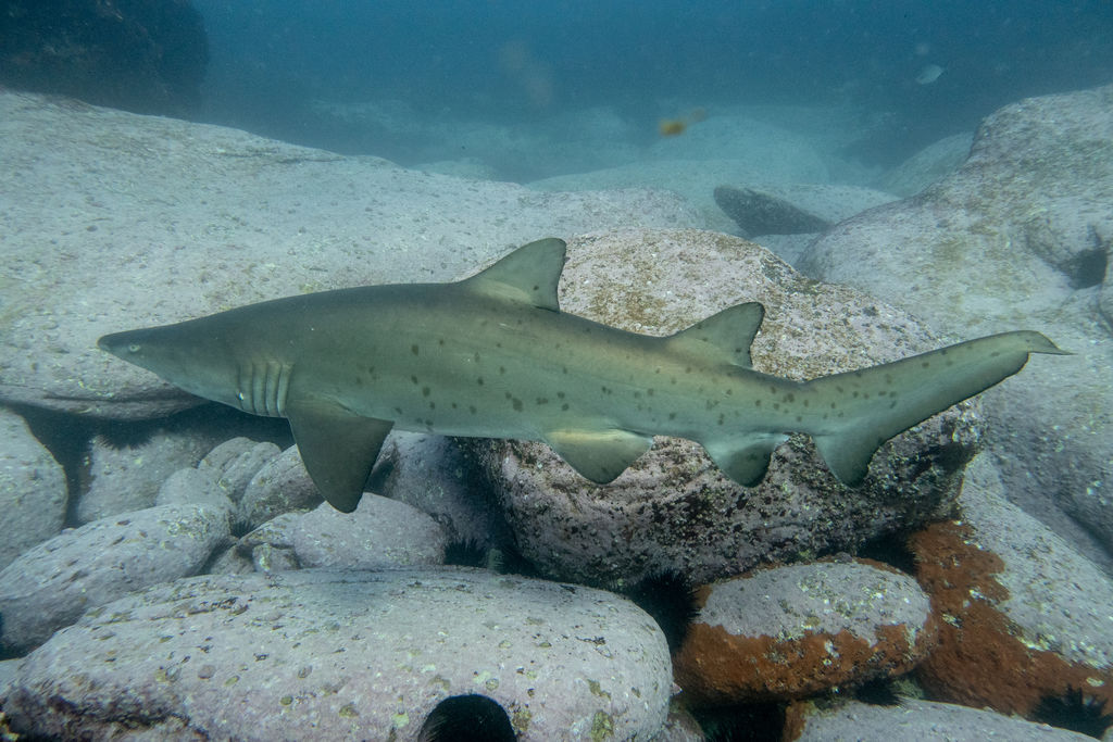 1bc1c3fe-ca86-404f-a713-ec2abfca5027