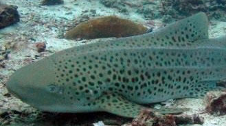 236a3755-0c62-406e-ab40-2fd93827df62