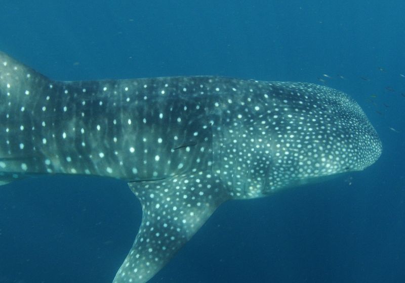 1e11496a-0bdc-45c8-87e8-500dbc23725e