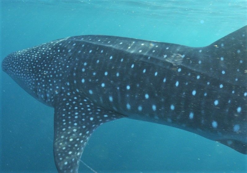 1e11496a-0bdc-45c8-87e8-500dbc23725e