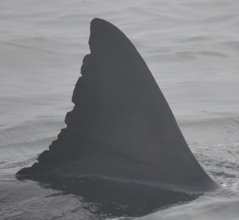 597c39d9-a519-4339-9656-59bd0130cde6