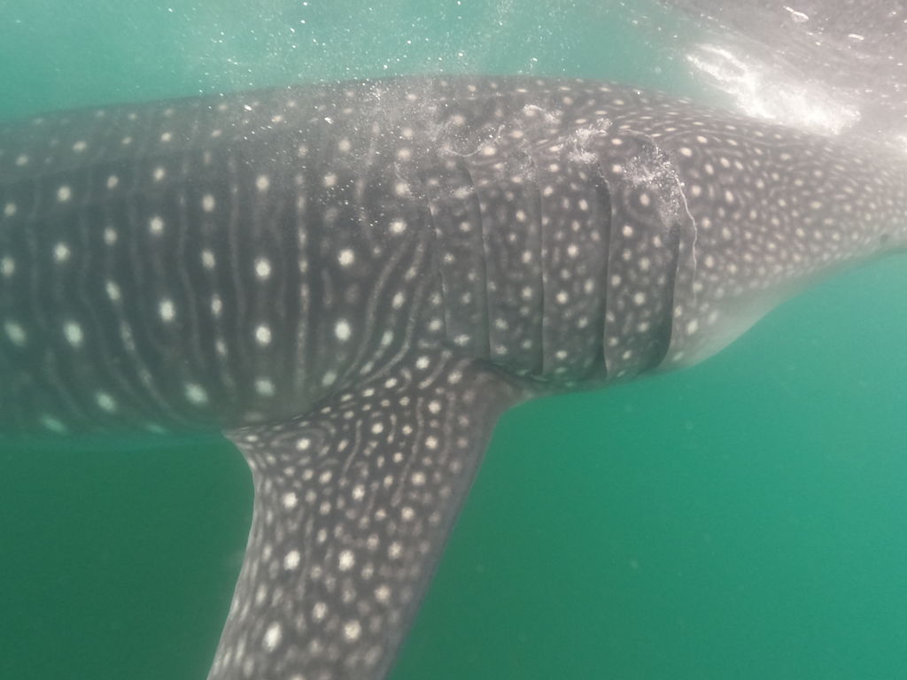 0906fab5-9c5c-4ac5-96b7-a2c3249342b4