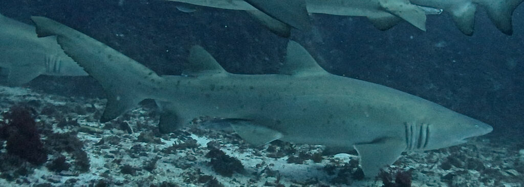 aef9699a-8994-484f-97b2-9b94453e44b1