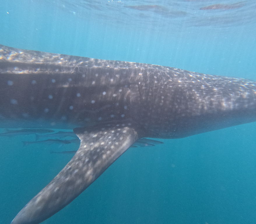 434ea9d5-d2a3-4e67-be3f-181f954261e5