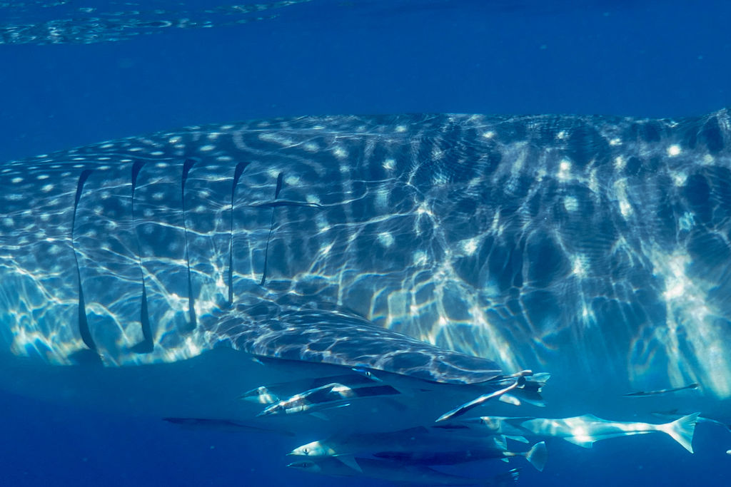 31178a2a-1186-4d2f-99cf-0a01cfeca49c