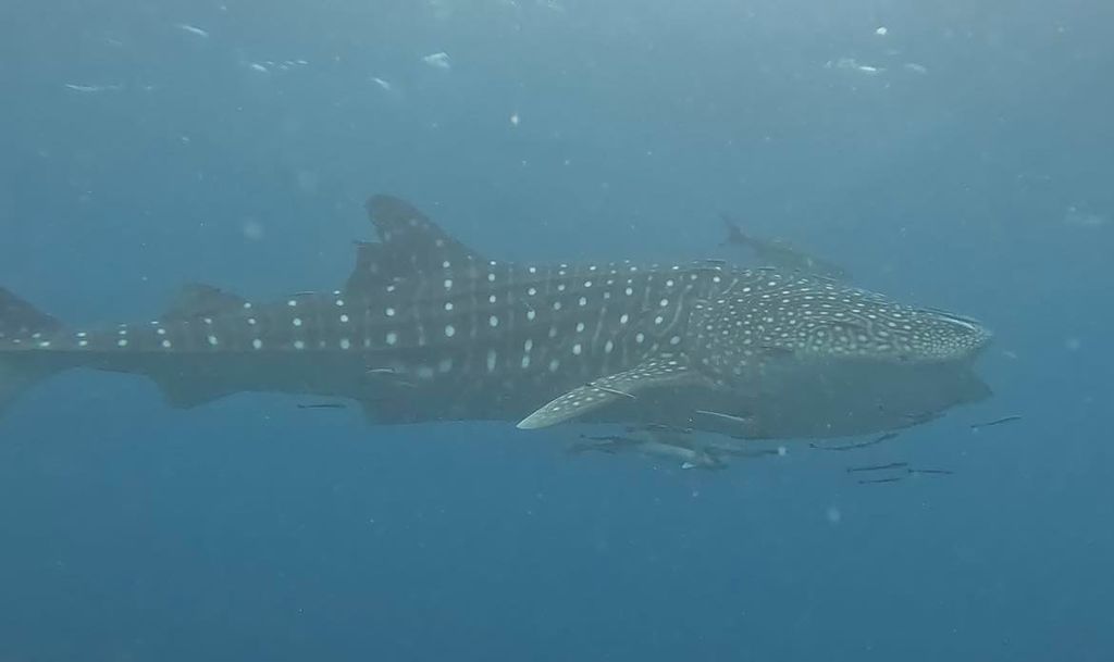 199db7b4-cb67-4f97-8b94-abfa37c4d811