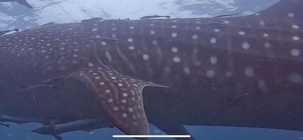 199db7b4-cb67-4f97-8b94-abfa37c4d811