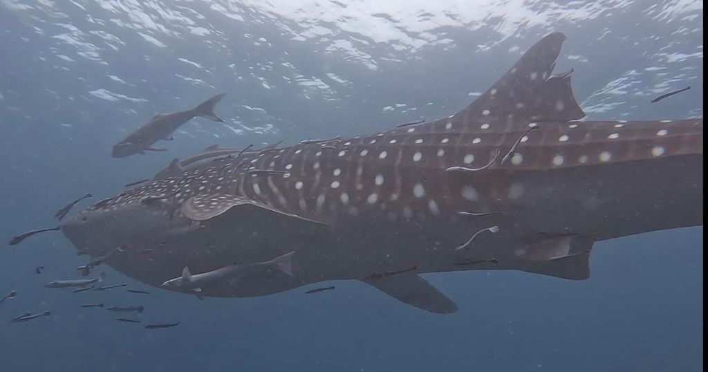 199db7b4-cb67-4f97-8b94-abfa37c4d811