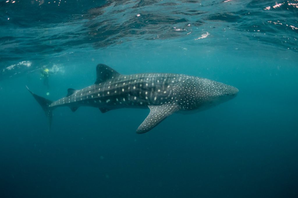 142157e7-2687-4b3d-bc4c-7166ebfd5273