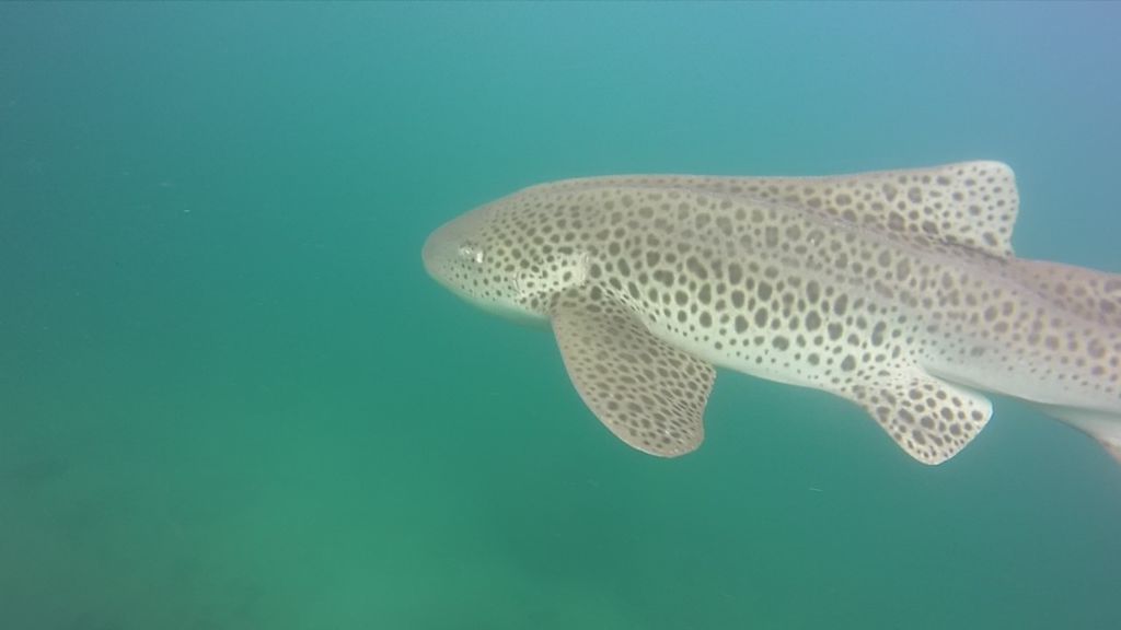 82278b1c-d8d8-44c4-bd4c-a68dfa0543b0