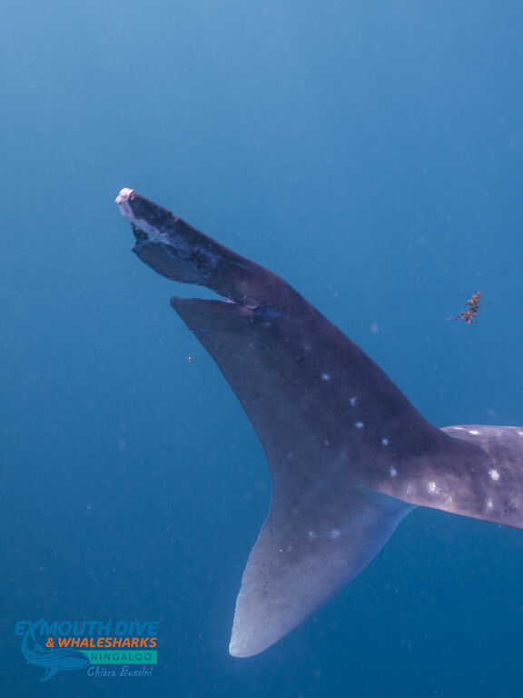 f2873b48-4c38-4ef2-99ca-be4b8ec3e464