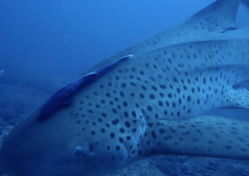 00c26d95-ec71-4b5c-98fb-76372b4103da