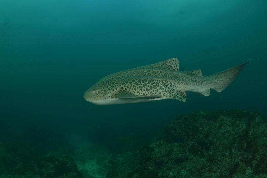 e4ce9ab5-59d8-4916-8ae9-e5a6c4d5ceb7