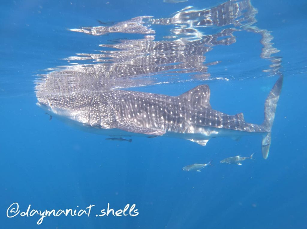 4944290a-31b9-4e36-9c14-b5667f3fb77c