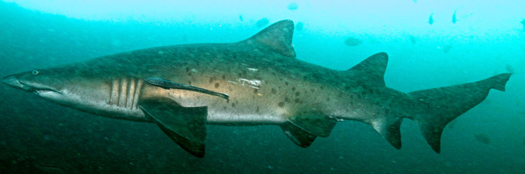 a71f890a-0067-443e-9731-40e356a0a7b0