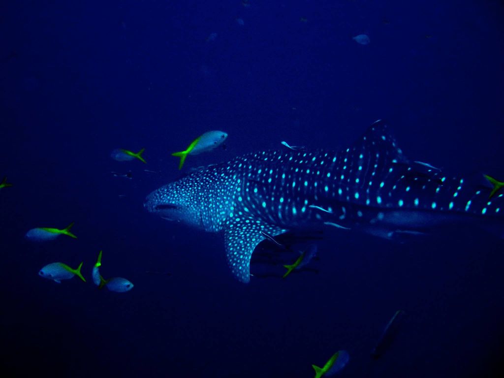 fef4a496-92ee-49c6-b5ed-e27c9fcaa88c