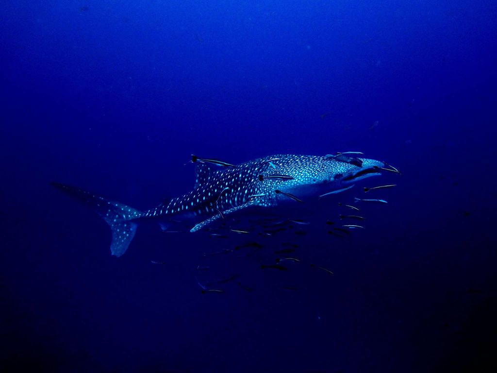 fef4a496-92ee-49c6-b5ed-e27c9fcaa88c