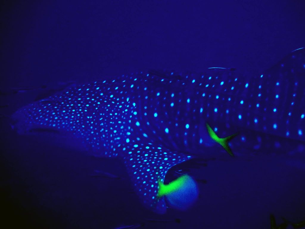 fef4a496-92ee-49c6-b5ed-e27c9fcaa88c