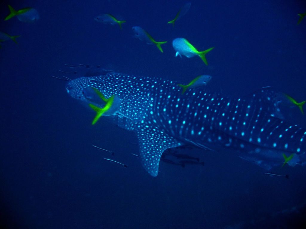 fef4a496-92ee-49c6-b5ed-e27c9fcaa88c