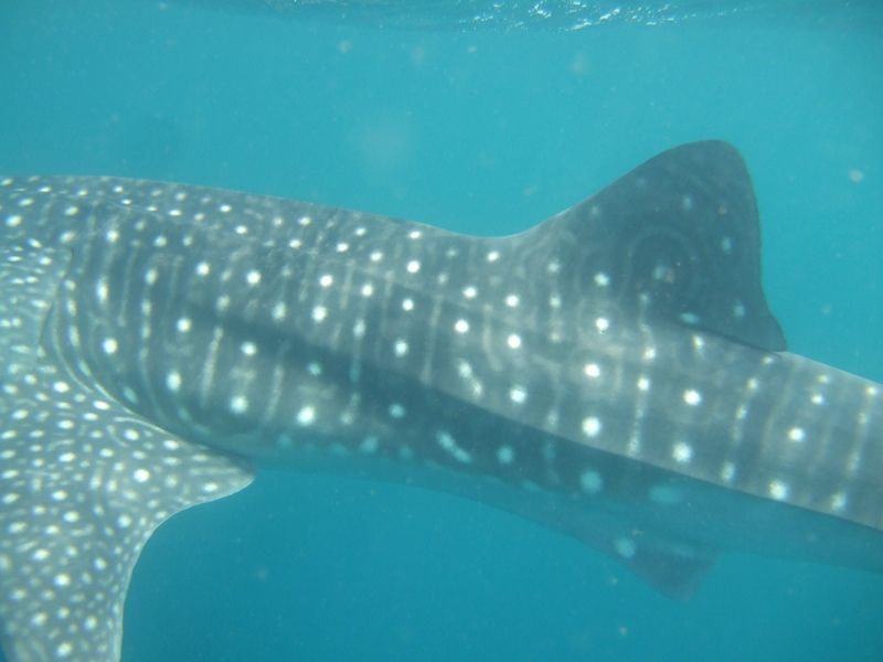 5311b52a-3e90-40b9-9aa0-9e55f525c141