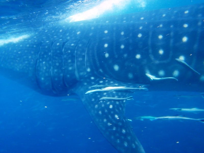 bc1cb995-6c59-43ac-a82e-5f972cc001c9