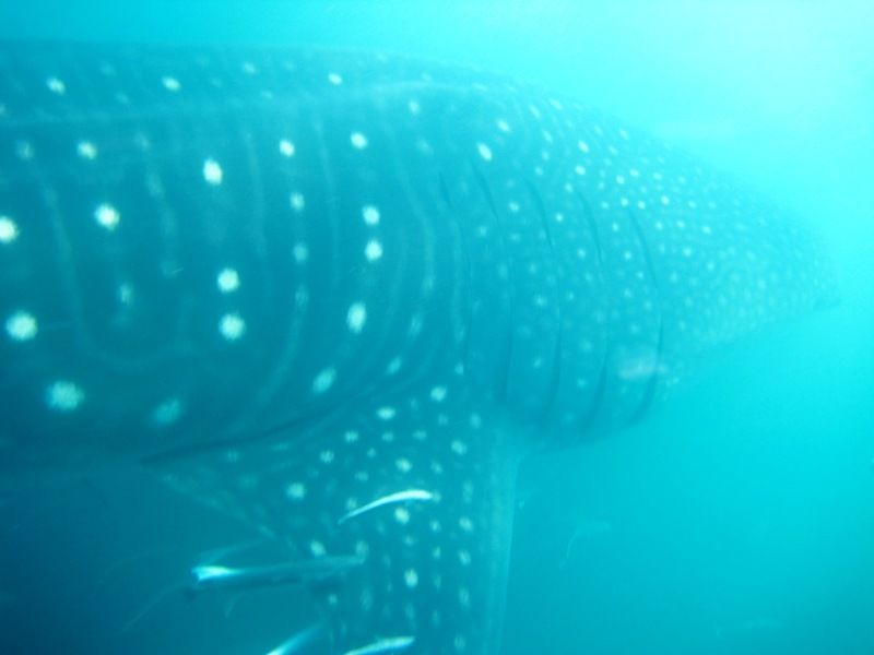 bc1cb995-6c59-43ac-a82e-5f972cc001c9