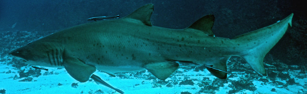 8e22903a-c79a-42ab-84ce-1c033cc75731