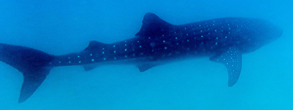 8a4e5351-9c3b-4126-b20f-077ddf0a84f9